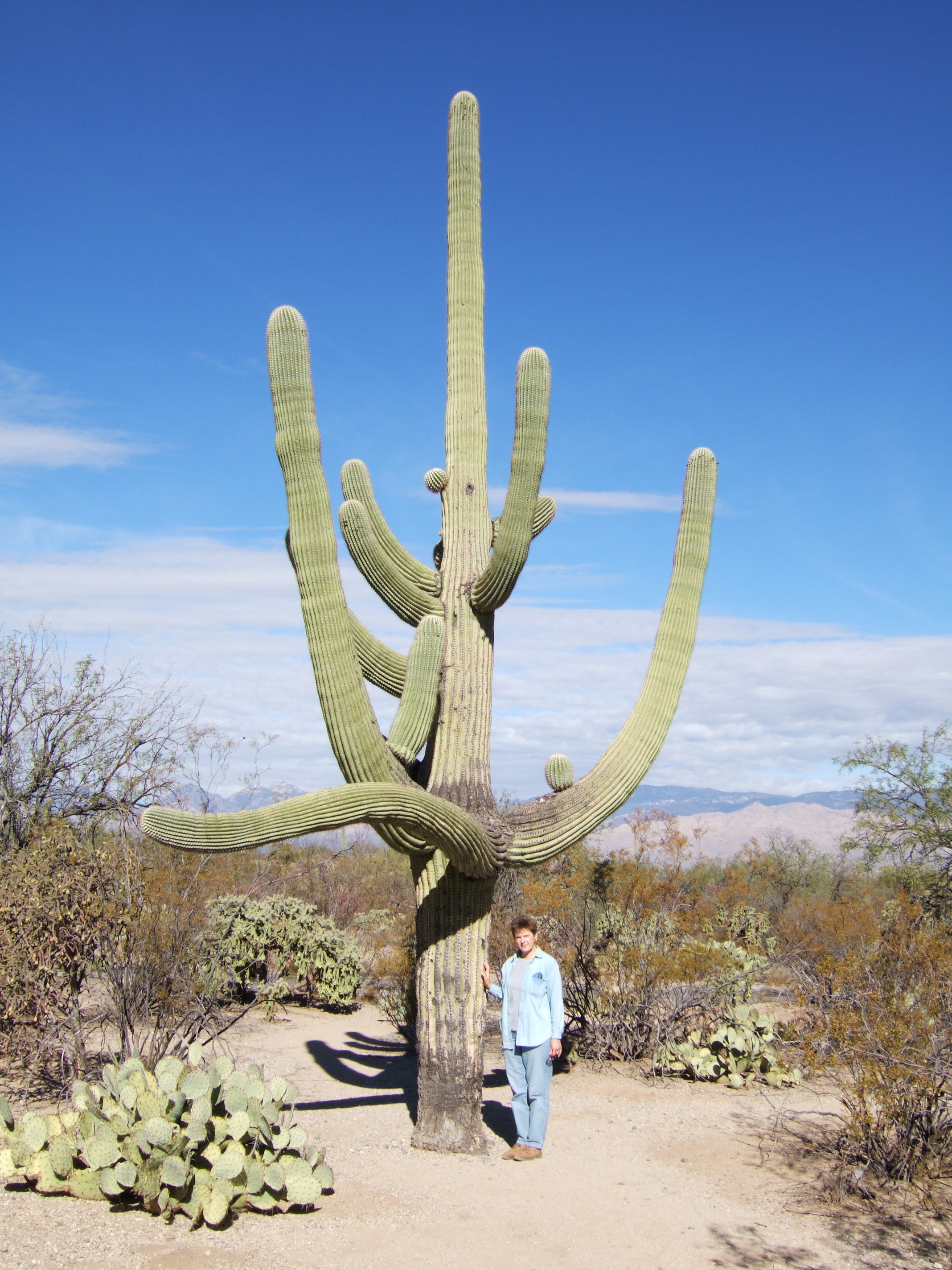 Saguaro NP, Arizona